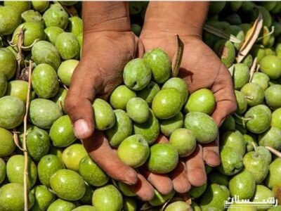 برداشت ۸۵ درصدی زیتون از باغات جنوب گیلان