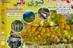 جشنواره شکرانه برداشت کیوی در تالش برگزار می‌شود