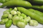 کشت ۴۰۰۰ هکتاری باقلای سبز در مزارع گیلان