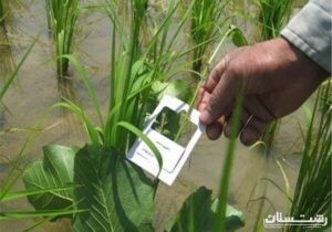 آغاز مبارزه بیولوژیک با آفت ساقهخوار برنج در گیلان