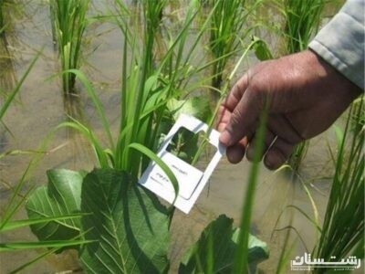 آغاز مبارزه بیولوژیک با آفت ساقهخوار برنج در گیلان