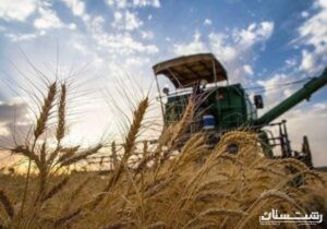 خرید تضمینی گندم در گیلان آغاز شد