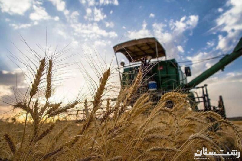 خرید تضمینی گندم در گیلان آغاز شد